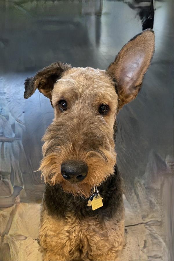 /Images/uploads/The Santa Fe New Mexican/santafepetcontest/entries/33993thumb.jpg
